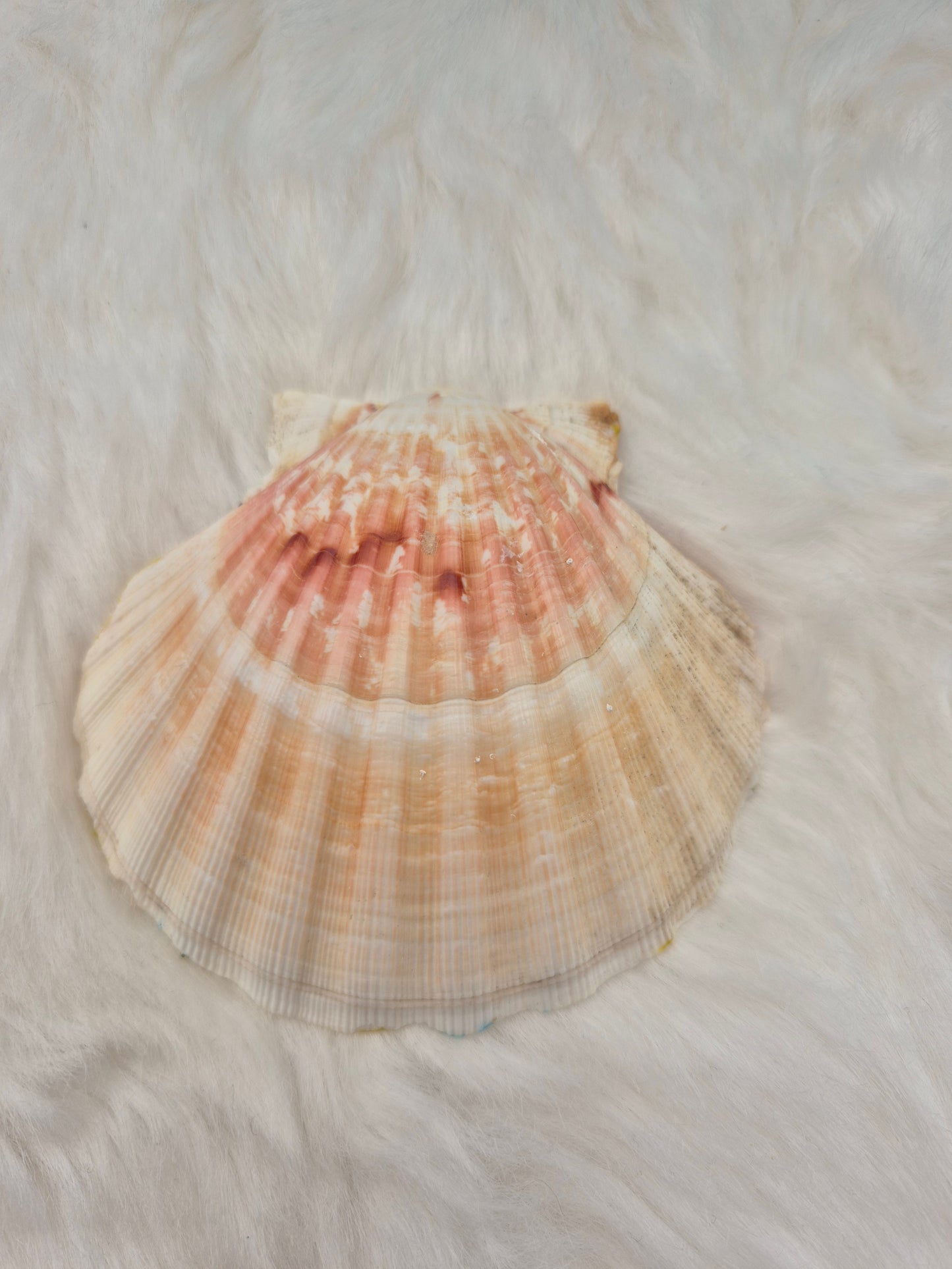 Vide poche coquillage 🐚💖 #Déco #Coquillages #Mer #Été #Vacances